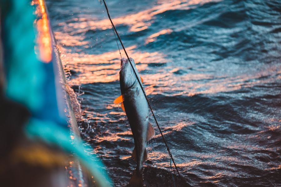 Fish on line beside boat at sunset
