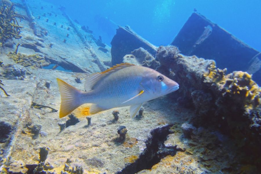 Blue parrotfish swimming near coral reef