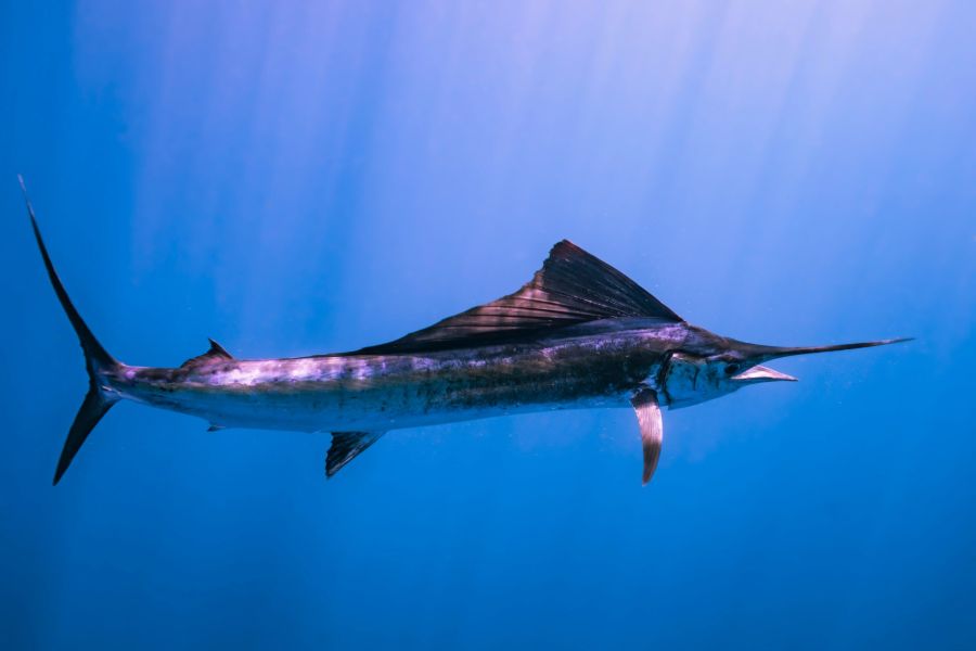 Sailfish underwater with long bill