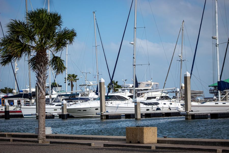 Marina with yachts and palm trees