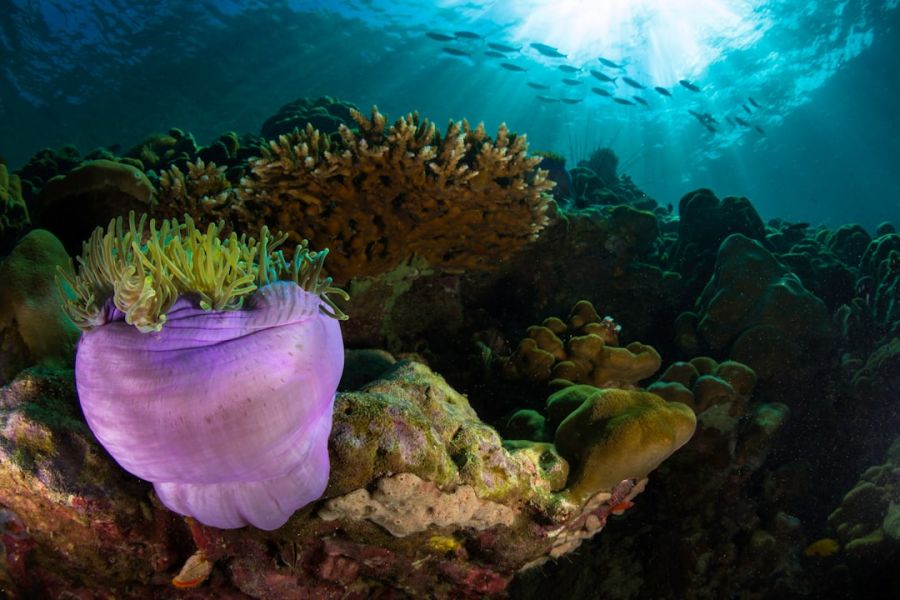 Purple vase sponge amid coral reef