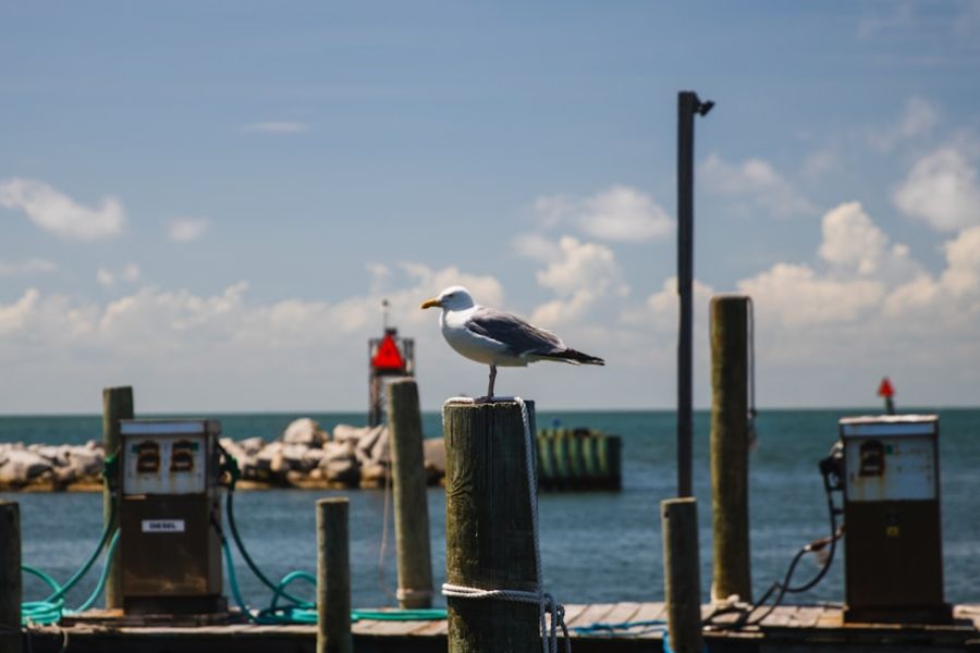 Seagull perched on weathered post by dock