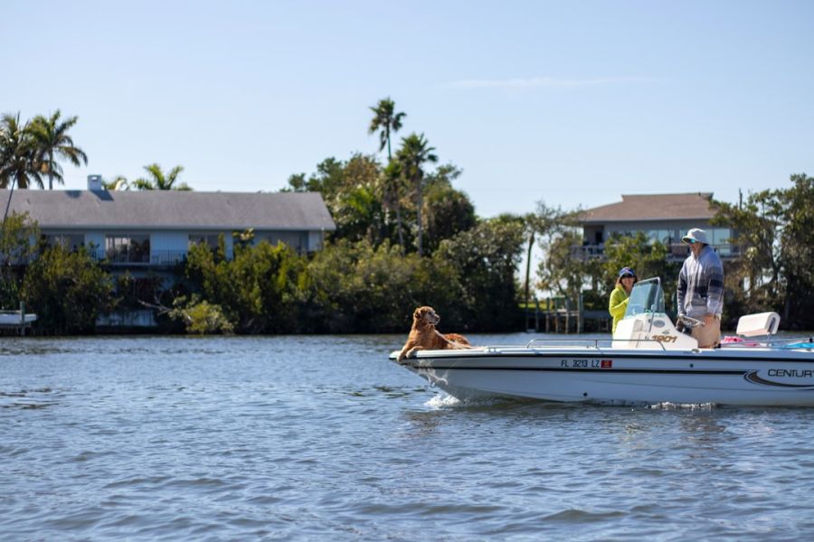 Golden retriever on bow of boat