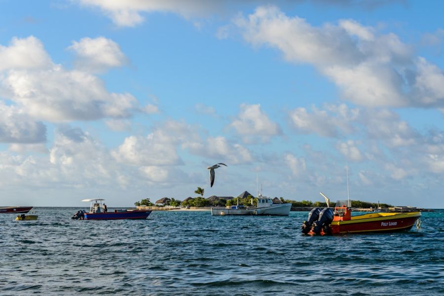 Seagull flying over boats near island