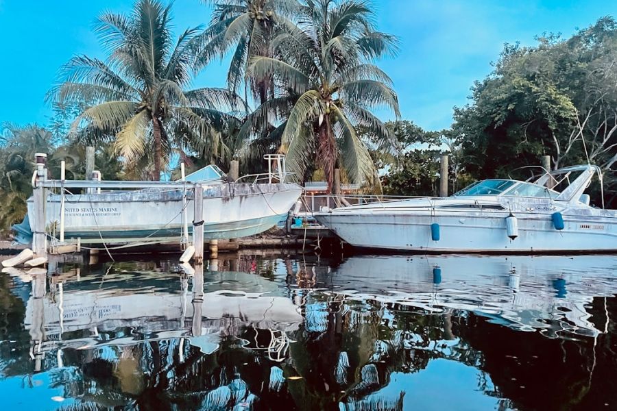 Boats docked by palm trees along water