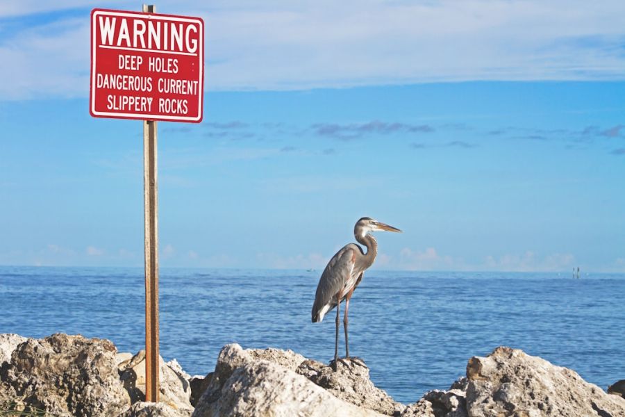 Heron standing on rocks beside warning sign