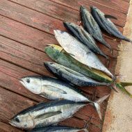 Energy Boat another dron view